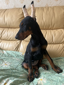 Dobermanas (3 nuotrauka iš 3)