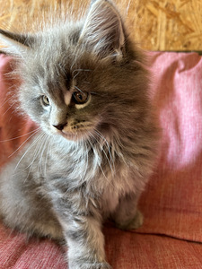 Kassipojad (6 foto / 6)