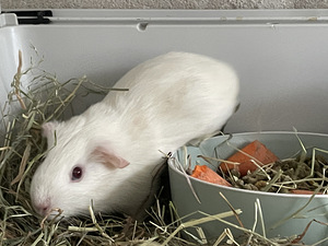 Emane merisiga (1 foto / 9)