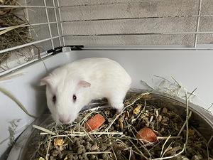 Emane merisiga (5 foto / 9)