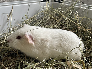 Emane merisiga (8 foto / 9)