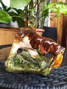 Koer pardiga (3 foto / 5)