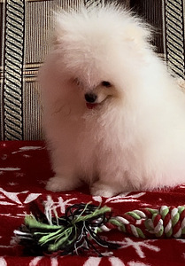 Шикарные шпицульки (1 фото из 8)