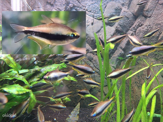 Keisertetra - Nematobrycon palmeri