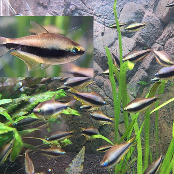 Keisertetra - Nematobrycon palmeri