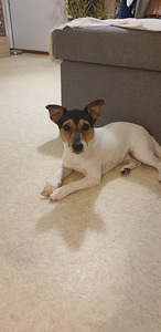 Jack russel (1 valokuva sivusta 2)