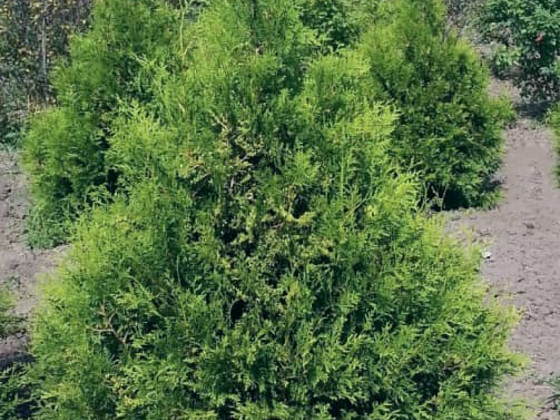 Elupuu Brabant