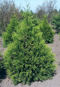 Elupuu Brabant (1 фото из 1)