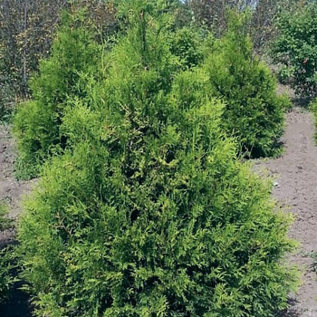 Elupuu Brabant