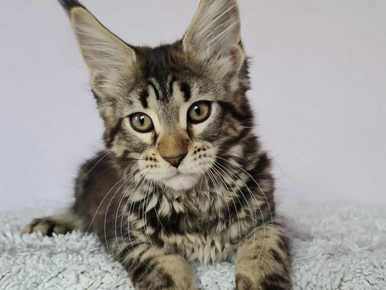 Maine Coon, n22, sieviete