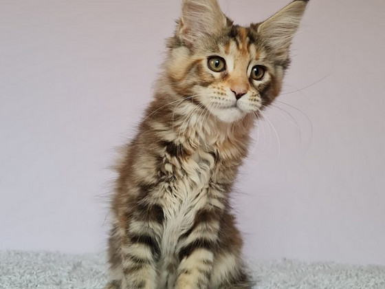 Maine Coon d22, f22