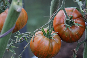Produktiivsete tomatisortide kvaliteetsed seemikud (9 foto / 10)