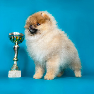 Rādīt daudzsološs Pomeranian Pomeranian meitene (1 foto no 8)