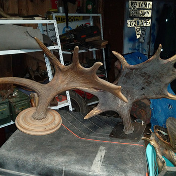 Sarved/Trofee