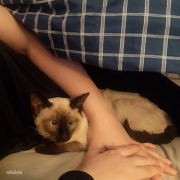 Siiami kass otsib peigmeest!
