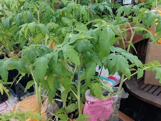 Tomatite taimed / Рассада томатов