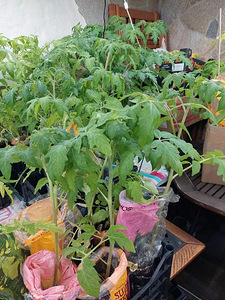 Tomatite taimed / Рассада томатов (1 фото из 3)