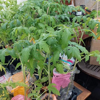 Tomatite taimed / Рассада томатов