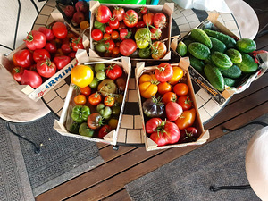 Tomatite taimed / Рассада томатов (2 фото из 3)