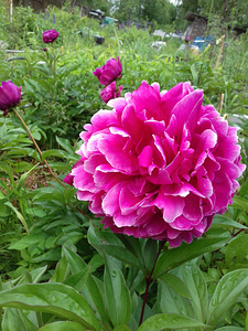 Chaenomelis, iiris, rabarber,pojeng (3 foto / 4)