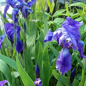 Chaenomelis, iiris, rabarber,pojeng (4 foto / 4)
