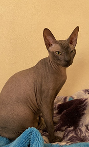 Don Sphynx (1 foto / 1)