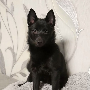 ШИППЕРКЕ