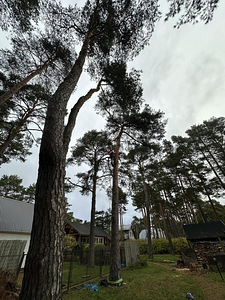 Saagimine, puude lõikamine (3 foto / 8)