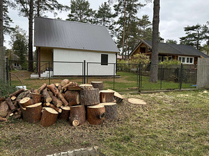 Saagimine, puude lõikamine (4 foto / 8)