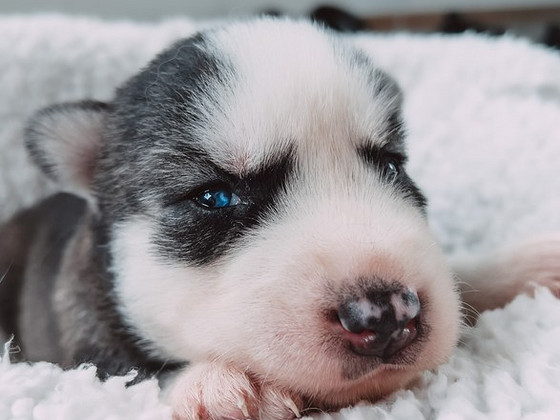 Siperianhusky