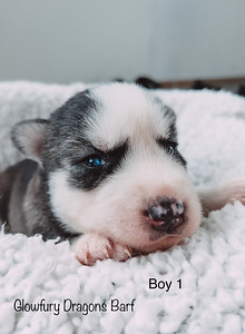 Siperianhusky (1 valokuva sivusta 4)