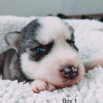 Siperianhusky