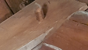 Plekksepp (1 foto / 1)