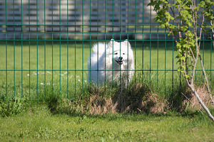 Koerte hooldus (4 foto / 10)