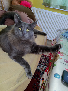 Maine coon (3 foto / 6)