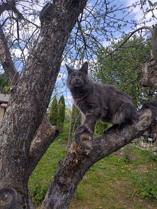 Maine coon (4 foto / 6)