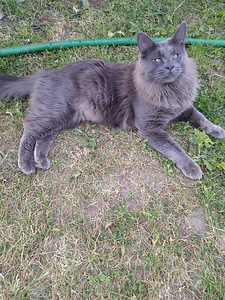 Maine coon (5 foto / 6)