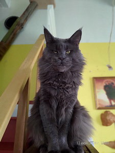Maine coon (2 foto / 6)