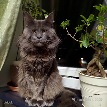 Maine coon
