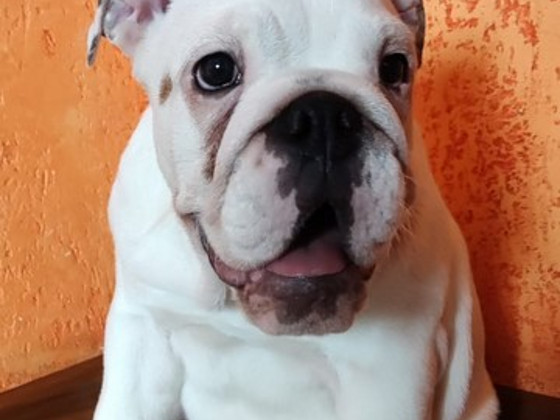 Angļu buldogs