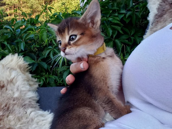 Chausie kaķēni
