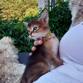 Chausie kaķēni