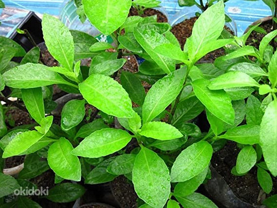 Ginura Procumbens