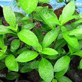 Ginura Procumbens