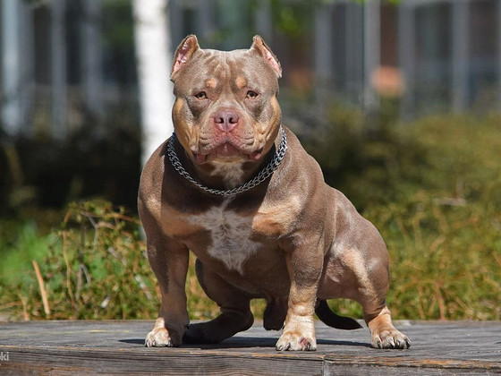 American Bully