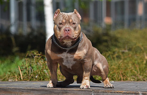 American Bully (1 foto no 2)