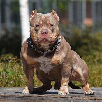 American Bully