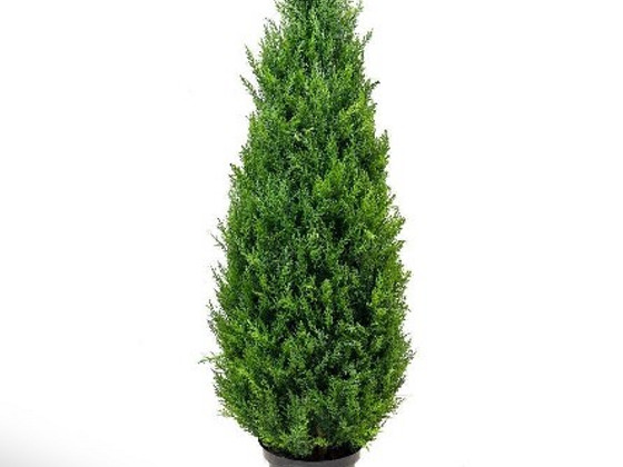 Thuja Occidentalis 'Smaragd' 60-80 cm [4kg/ pott]