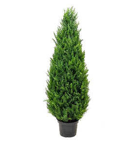 Thuja Occidentalis 'Smaragd' 60-80 cm [4kg/ pott] (1 foto / 4)
