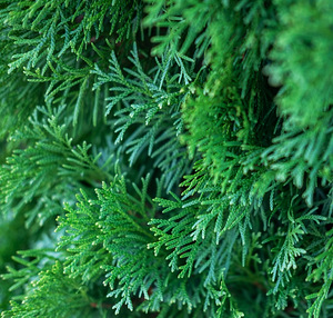 Thuja Occidentalis 'Smaragd' 60-80 cm [4kg/ pott] (2 foto / 4)